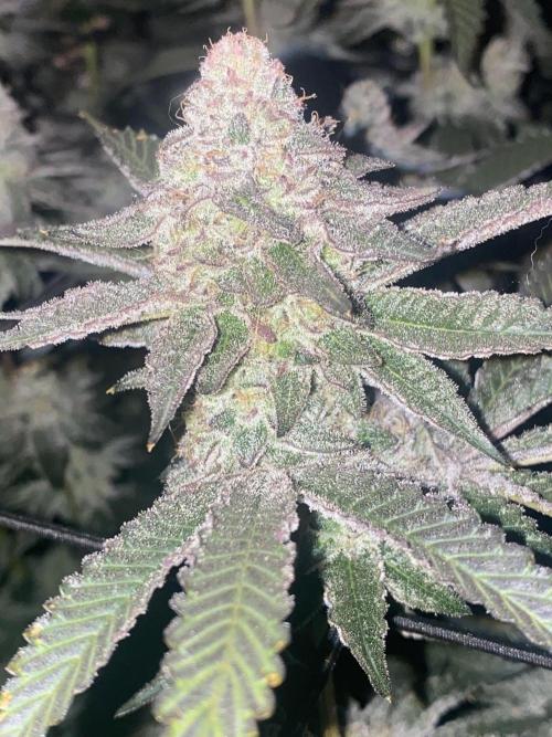 Fruit and Gas. Week 11 - BB sugar 