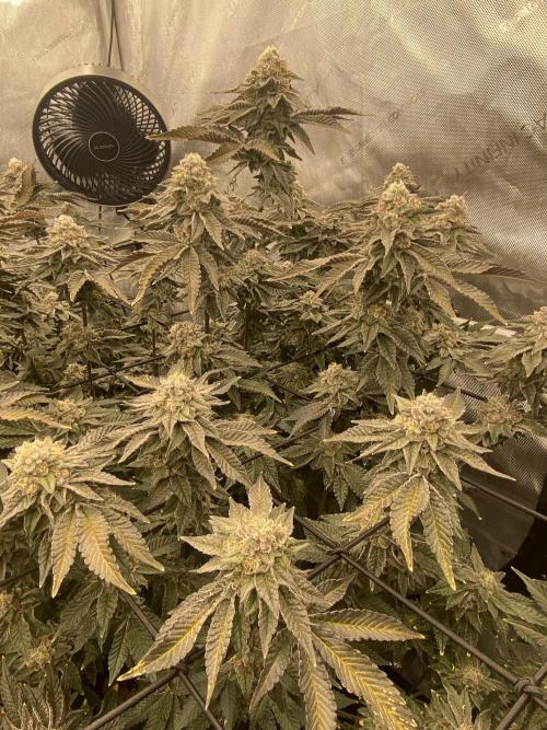 Fruit and Gas. Week 12 - permanent marker side