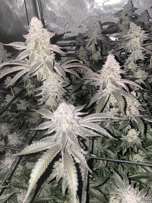 Fruit and Gas. Week 12 - Bb sugar 