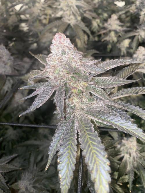 Fruit and Gas. Week 12 - Bb sugar 