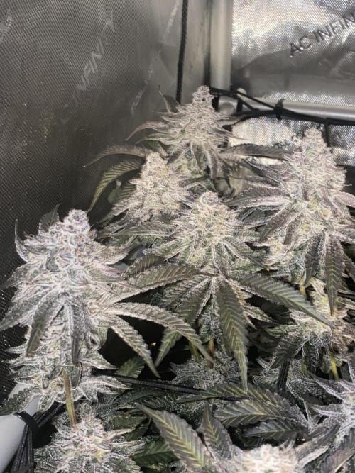 Fruit and Gas. Week 12 - Bb sugar 