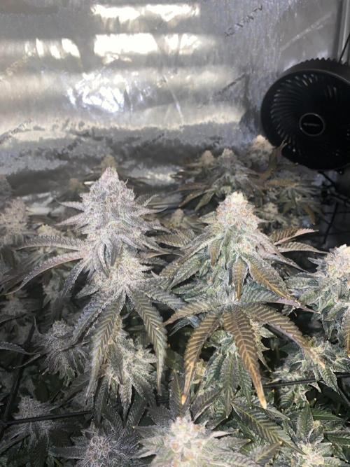 Fruit and Gas. Week 12 - side by side, bb sugar left perm marker right 