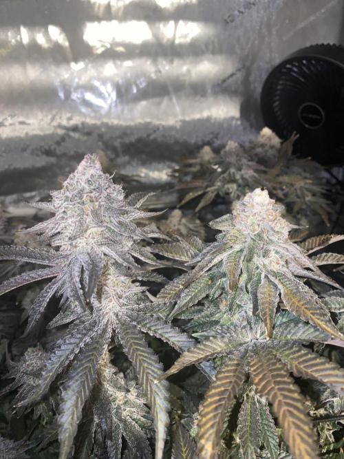 Fruit and Gas. Week 12 - Side by side again 