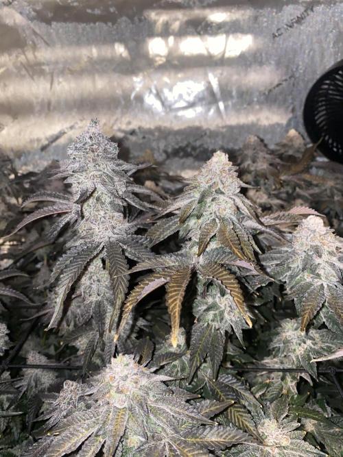 Fruit and Gas. Week 13