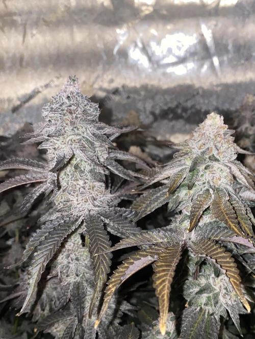 Fruit and Gas. Week 13