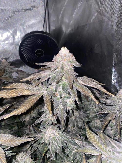 Fruit and Gas. Week 13