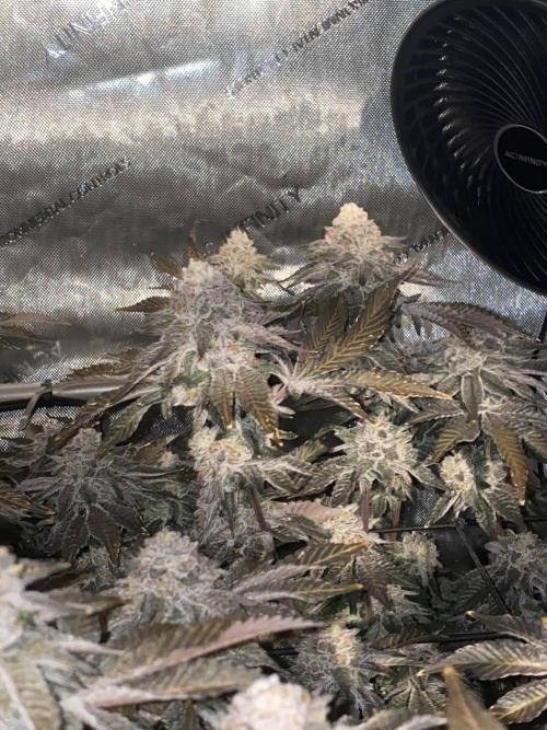 Fruit and Gas. Week 13