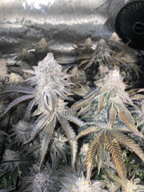 Fruit and Gas. Week 13