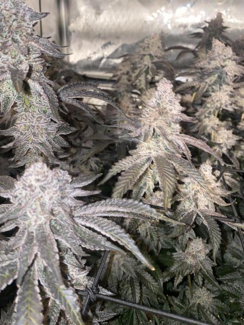 Fruit and Gas. Week 13