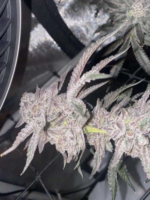 Fruit and Gas. Week 13