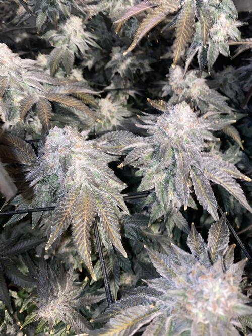 Fruit and Gas. Week 13