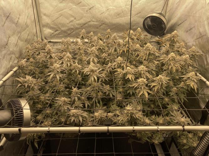 Fruit and Gas. Week 13