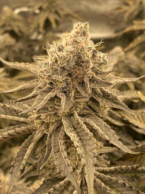 Fruit and Gas. Week 13