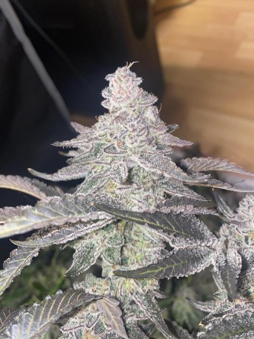 Fruit and Gas. Week 14