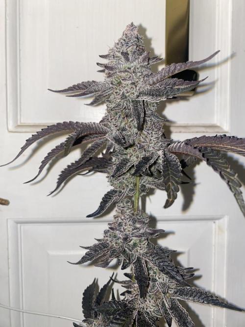 Fruit and Gas. Week 14