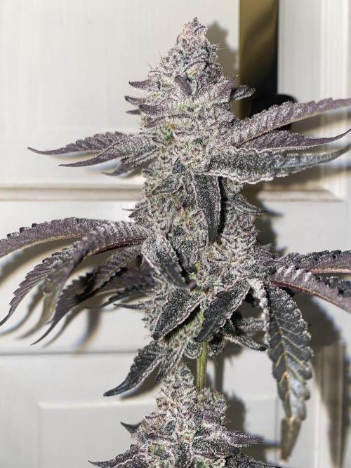 Fruit and Gas. Week 14