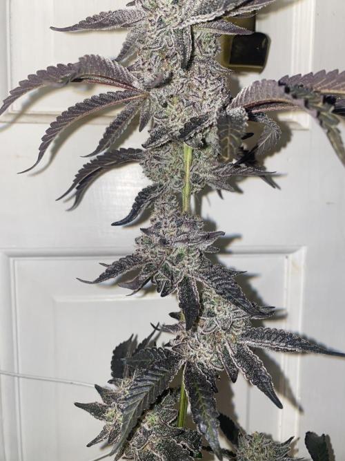 Fruit and Gas. Week 14