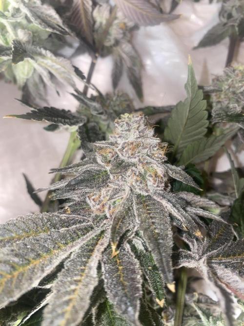 Fruit and Gas. Week 14