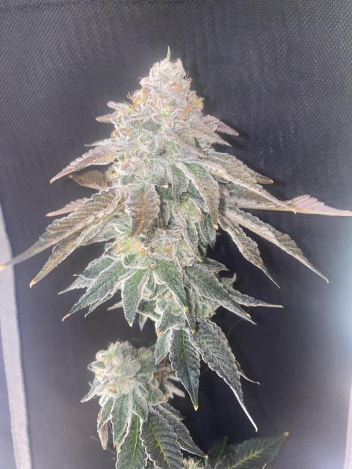 Fruit and Gas. Week 14