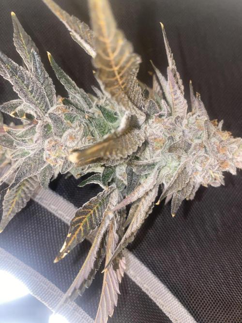 Fruit and Gas. Week 14