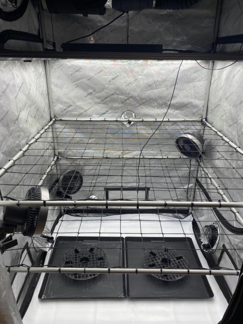 Double cheetah. Week 1 - Fresh clean tent 