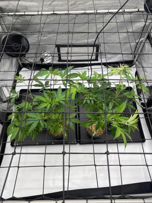 Double cheetah. Week 1 - Older moms 