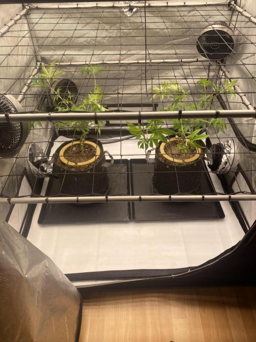 Double cheetah. Week 1 - Up potted 