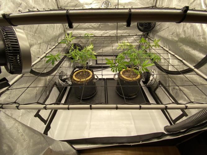 Double cheetah. Week 1 - Irrigated 