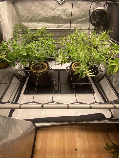 Double cheetah. Week 2