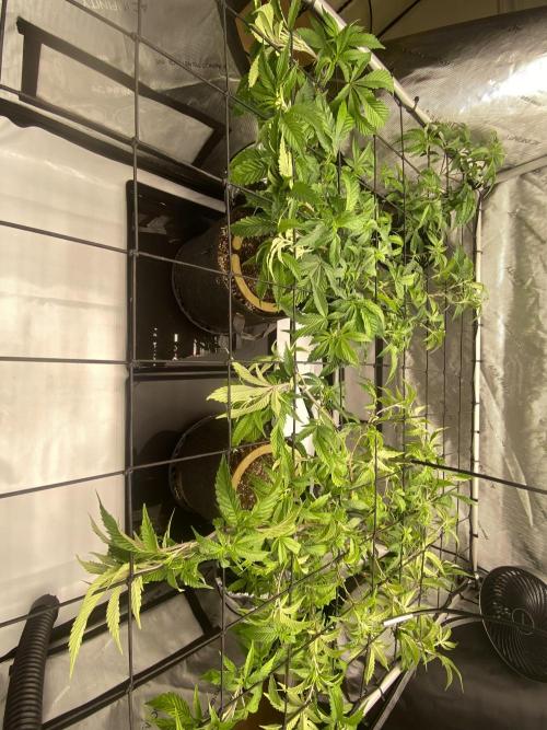 Double cheetah. Week 2