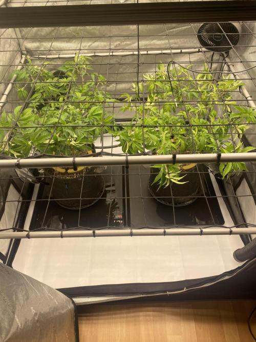 Double cheetah. Week 2