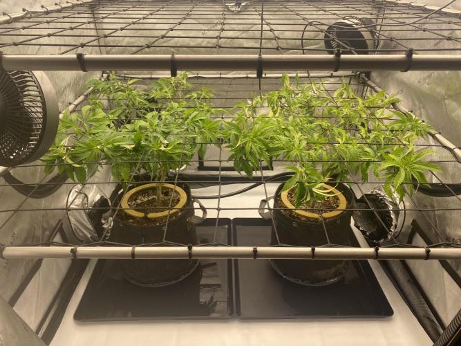 Double cheetah. Week 2