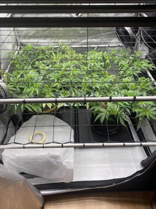 Double cheetah. Week 3