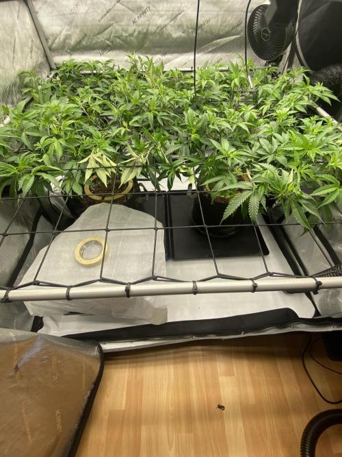 Double cheetah. Week 3