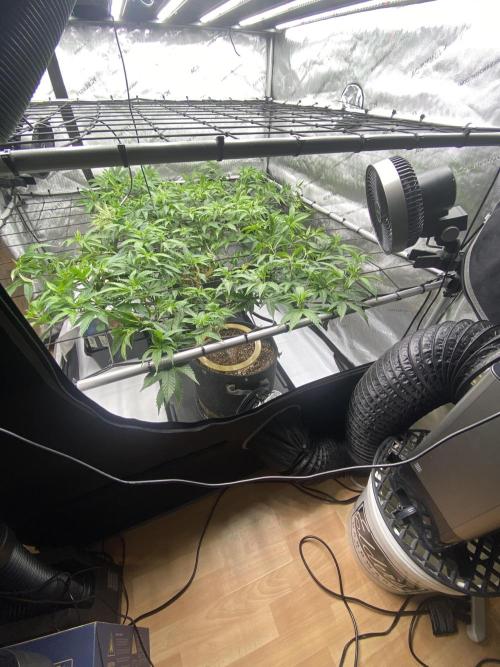 Double cheetah. Week 3