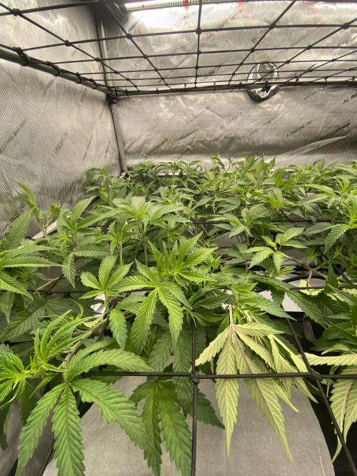 Double cheetah. Week 3