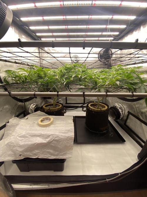 Double cheetah. Week 4