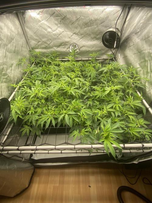 Double cheetah. Week 5