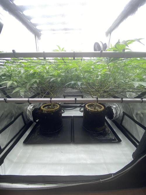 Double cheetah. Week 5