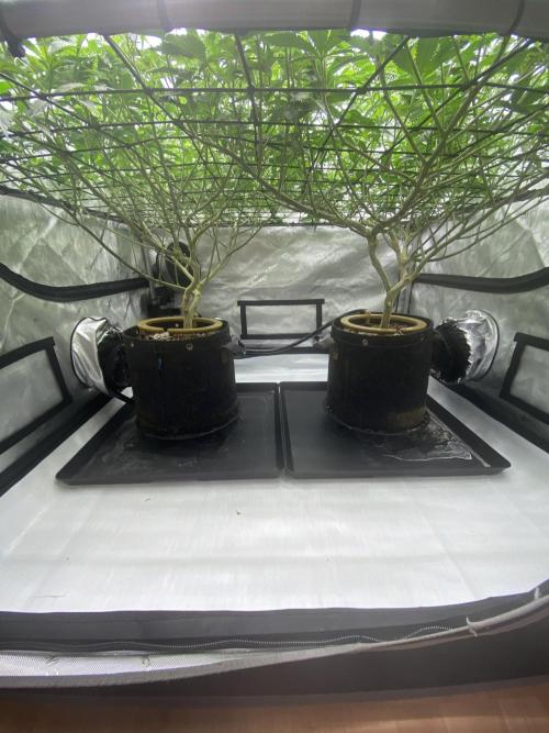 Double cheetah. Week 5