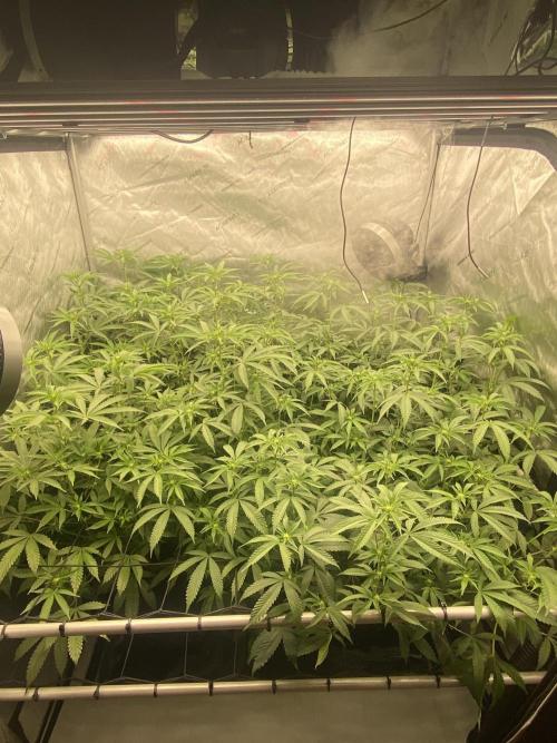 Double cheetah. Week 6