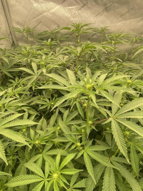 Double cheetah. Week 6