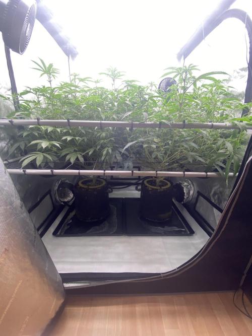 Double cheetah. Week 6