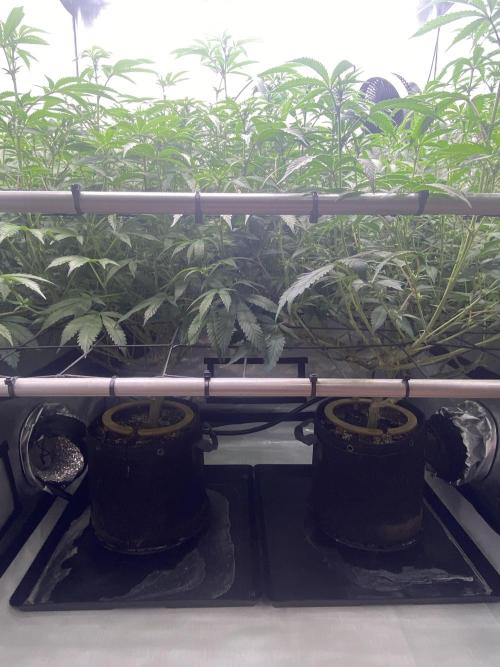 Double cheetah. Week 6