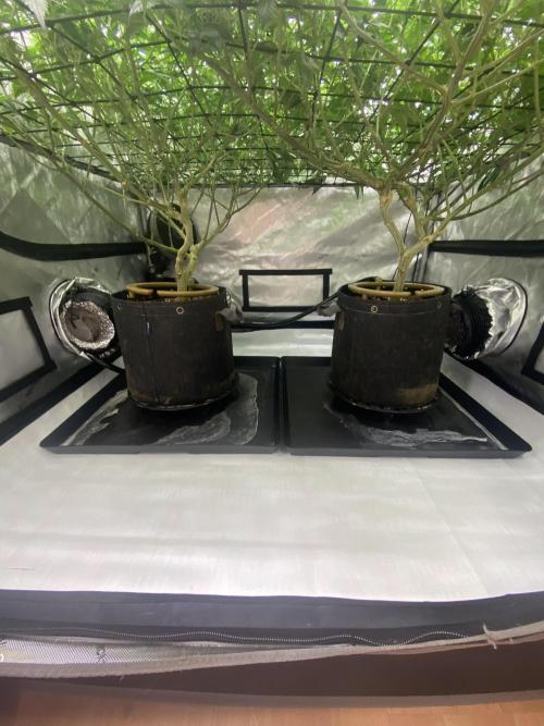 Double cheetah. Week 6