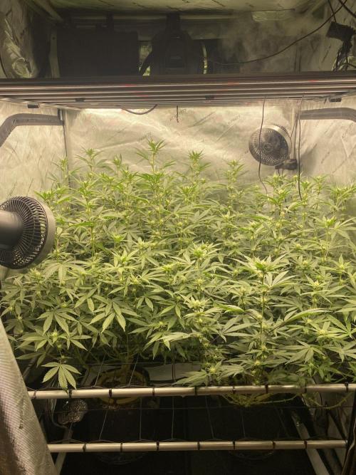 Double cheetah. Week 7