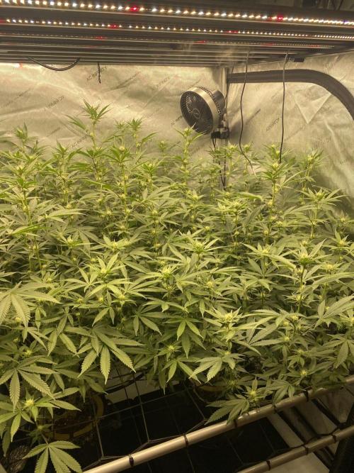 Double cheetah. Week 7
