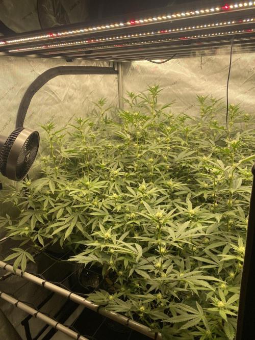 Double cheetah. Week 7