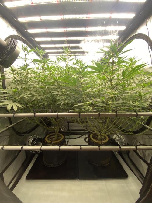 Double cheetah. Week 7