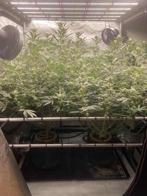 Double cheetah. Week 8